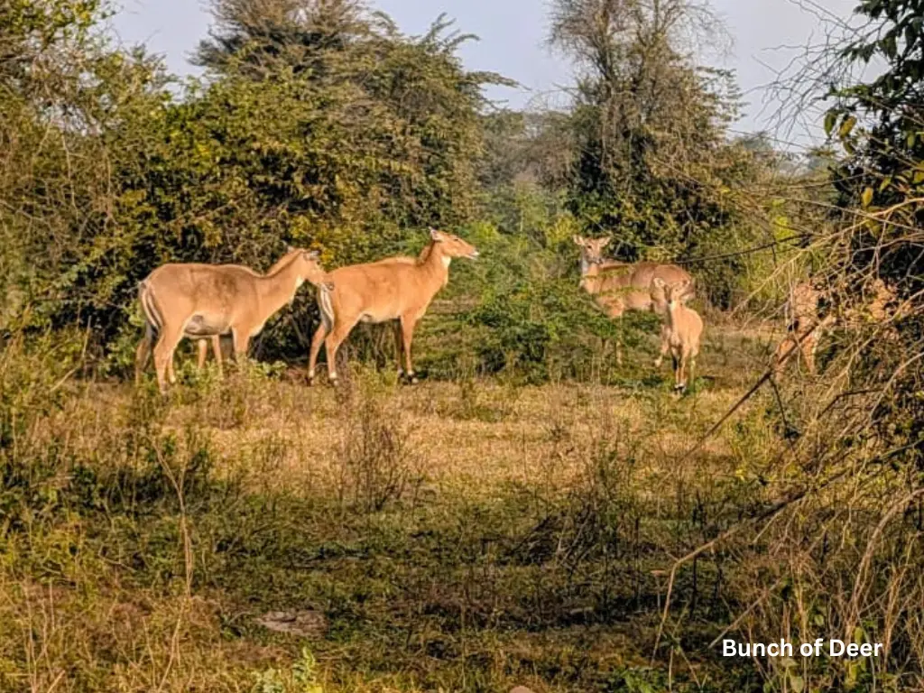 Deers at Sariska Tiger Reserve