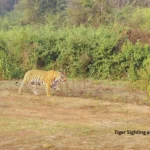 Tiger sighting at Sariska Tiger reserve