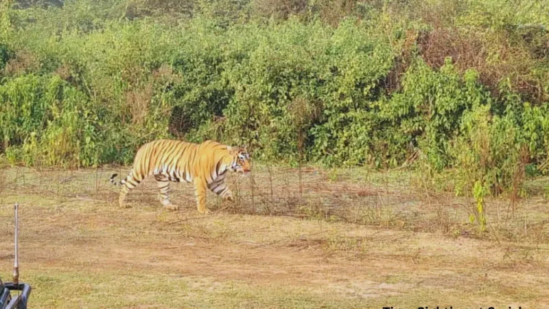Tiger sighting at Sariska Tiger reserve
