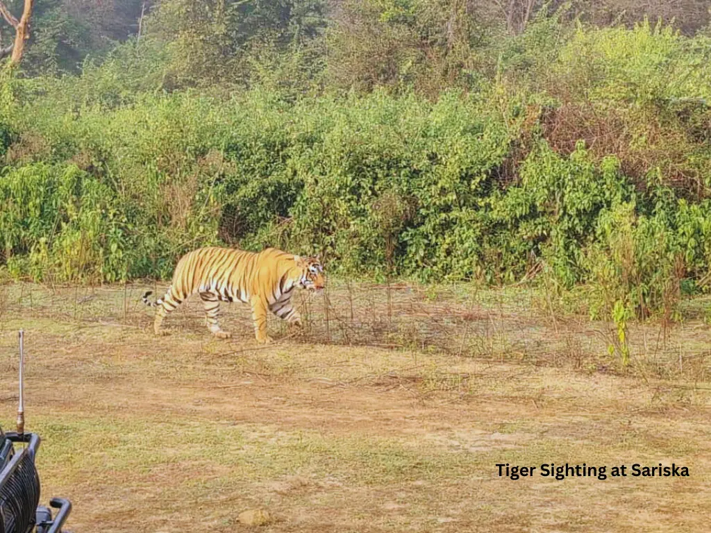 Tiger sighting at Sariska Tiger reserve
