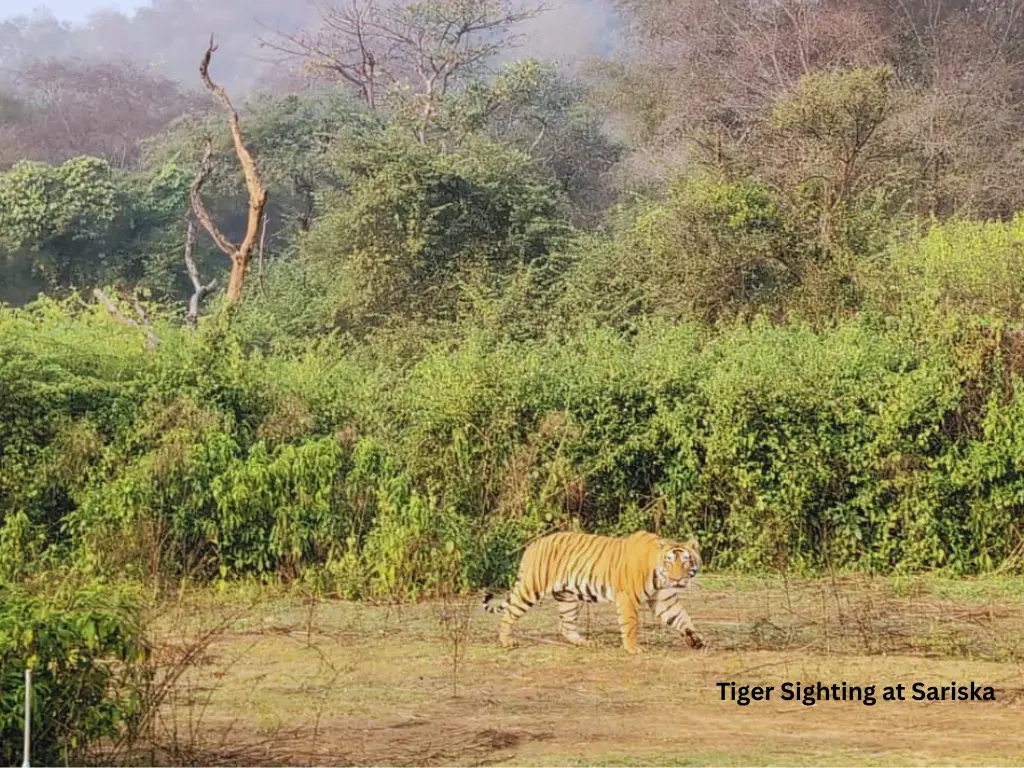 Tiger sighting at Sariska Tiger reserve